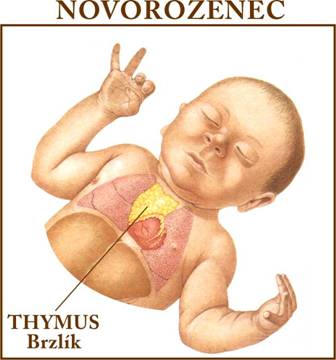 Novorozenec-thymus-brzlík